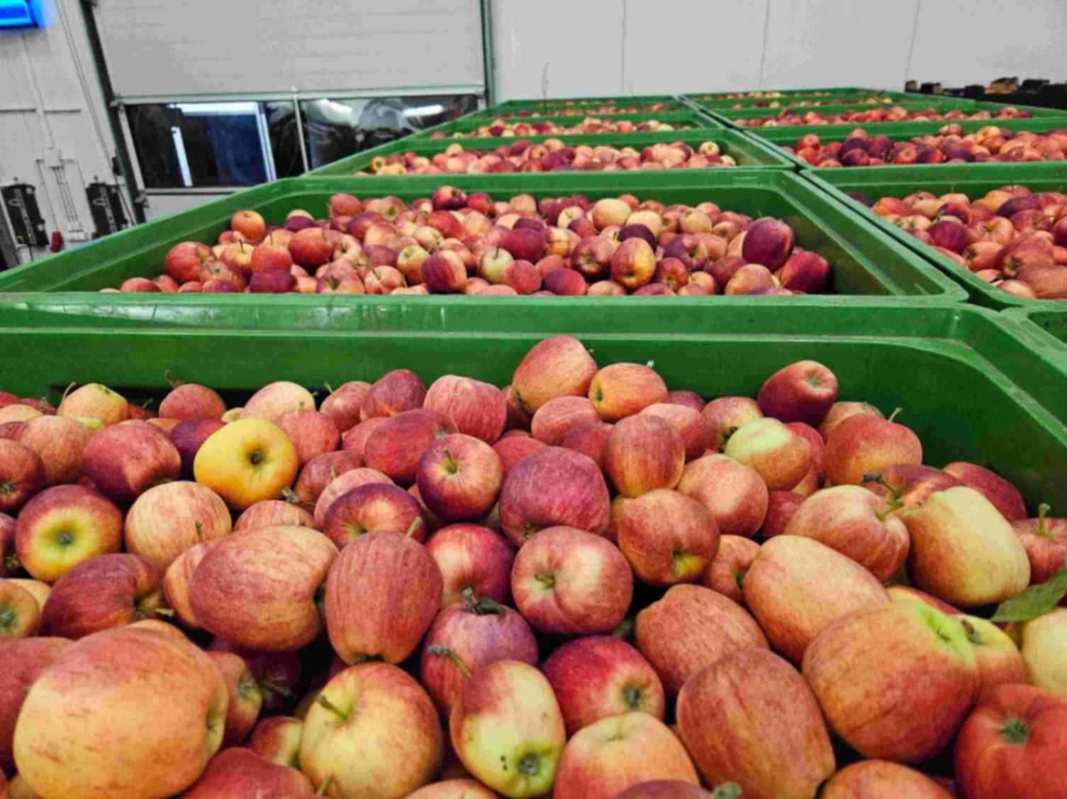 Red Delicious apples export supplier