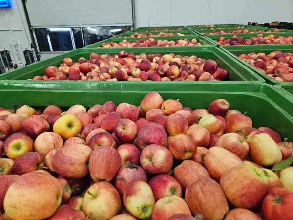 Pommes Red Delicious pour export