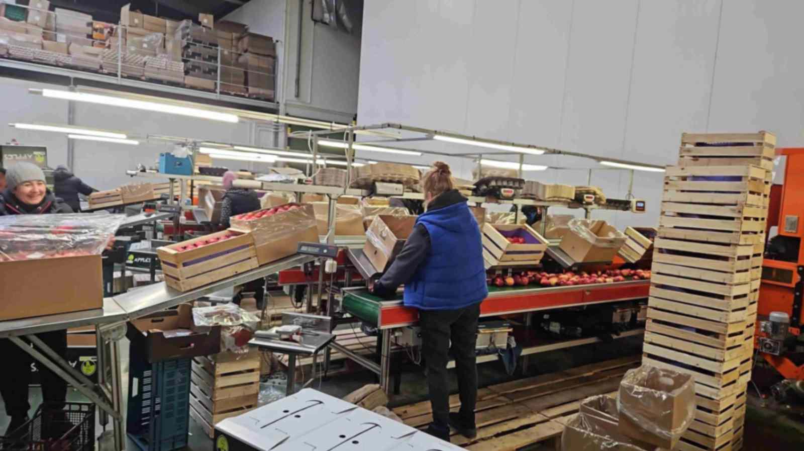 Apples ready for shipment