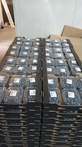 Fresh blueberries export Poland B2B seasonal