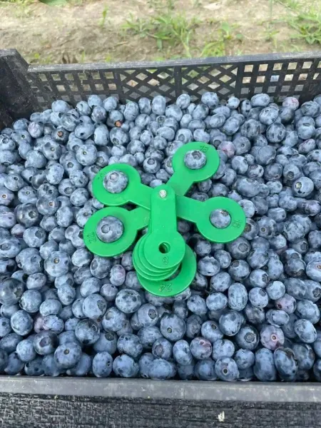 Größenkontrolle frischer Blaubeeren vor dem Versand