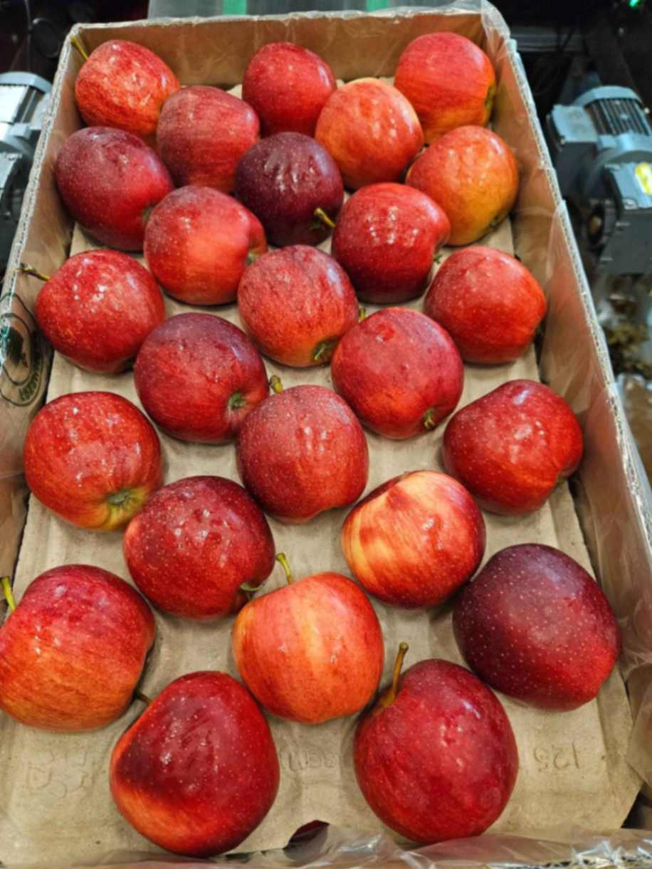 Royal Gala apples export Poland