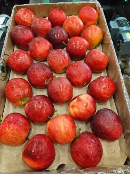 Pommes Royal Gala de Pologne pour export