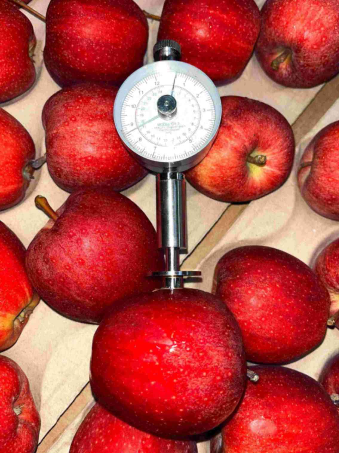 Fresh Polish apples supplier