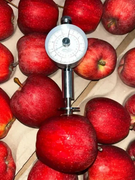 Fournisseur de pommes fraîches de Pologne