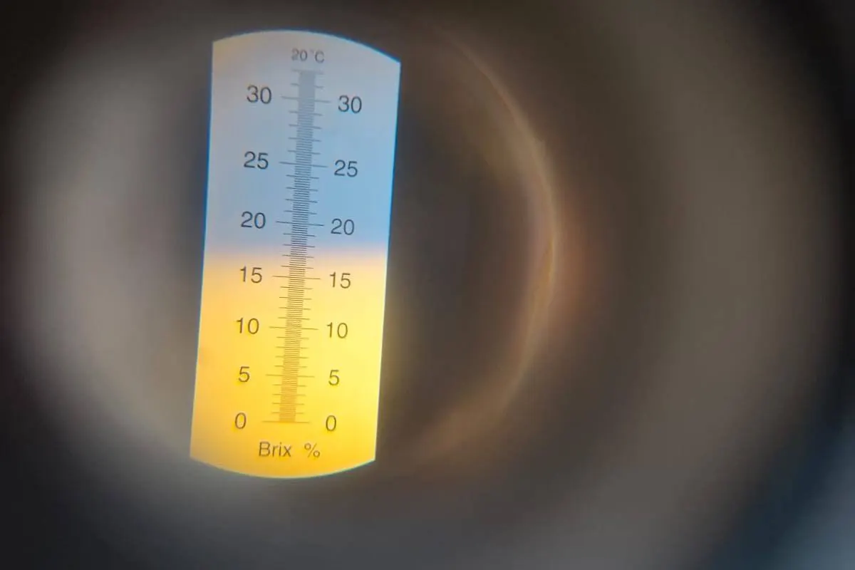 Brix check of fruit pulp with a refractometer